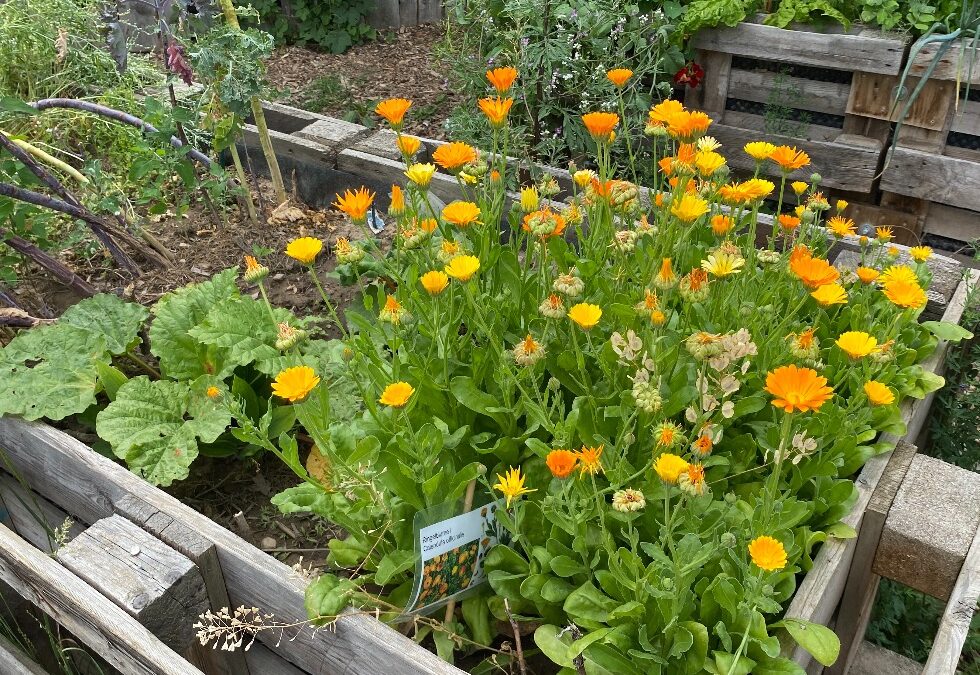 Wir lieben den sommer in berlin